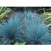 Kostřava sivá 'Azurit' - Festuca glauca 'Azurit'  Festuca glauca 'Azurit'
