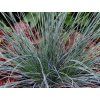 Kostřava sivá 'Azurit' - Festuca glauca 'Azurit'  Festuca glauca 'Azurit'