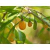 Kustovnice 'Amber Sweet Goji'  Lycium barbarum 'Amber Sweet Goji'