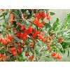 Kustovnice 'No.1'  Lycium barbarum 'No. 1'