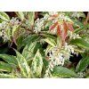 Leucotoe 'Rainbow'  Leucothoe walteri 'Rainbow'