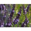 49401 49401 49401 levandule prostredni grosso lavandula x intermedia grosso