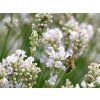 Levandule úzkolistá 'Alba' - Lavandula angustifolia  'Alba'  Lavandula angustifolia 'Alba'