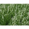 Levandule úzkolistá 'Alba' - Lavandula angustifolia  'Alba'  Lavandula angustifolia 'Alba'