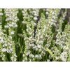 Levandule prostřední 'Edelweiss' - Lavandula x intermedia 'Edelweiss'  Lavandula x intermedia 'Edelweiss'