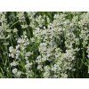 Levandule prostřední 'Edelweiss' - Lavandula x intermedia 'Edelweiss'  Lavandula x intermedia 'Edelweiss'
