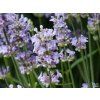 Lavandula Hidcote (2)
