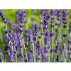 Levandule úzkolistá 'Hidcote' - Lavandula angustifolia 'Hidcote'  Lavandula angustifolia 'Hidcote'