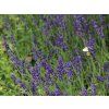 Levandule úzkolistá 'Hidcote' - Lavandula angustifolia 'Hidcote'  Lavandula angustifolia 'Hidcote'