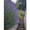 Levandule úzkolistá 'Munstead' - Lavandula angustifolia 'Munstead'  Lavandula angustifolia 'Munstead'