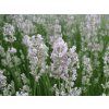 Levandule úzkolistá 'Rosea' - Lavandula angustifolia 'Rosea'  Lavandula angustifolia 'Rosea'