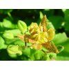 Liliovka latifolia - Tricyrtis latifolia  Tricyrtis latifolia