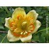 49677 11 49677 11 49677 11 49677 11 49677 11 49677 5 liliovnik tulipanokvety tulipanovnik