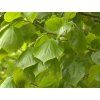 euchlora