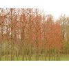 winter orange2