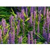 Liriope 'Big Blue' - Liriope muscari 'Big Blue'  Liriope muscari 'Big Blue'