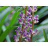 Liriope 'Big Blue' - Liriope muscari 'Big Blue'  Liriope muscari 'Big Blue'