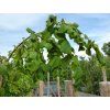 pendula