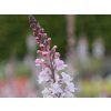 Lnice nachová 'Canon J. Went' - Linaria purpurea 'Canon J. Went'  Linaria purpurea 'Canon J. Went'