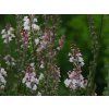 Linaria purpurea 'Canon J. Went' (1)