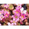 Lomikámen Arendsův 'Carpet Purple' - Saxifraga x arendsii 'Carpet Purple'  Saxifraga x arendsii 'Carpet Purple'