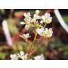 Lomikámen vždyživý 'White Hill' - Saxifraga paniculata 'White Hill'  Saxifraga paniculata 'White Hill'