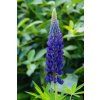 50112 lupinus gallery blau 1
