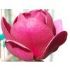 50286 5 black tulip