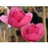 50286 6 black tulip