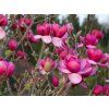 50286 7 black tulip 1