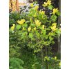 Magnolie 'Daphne'  Magnolia 'Daphne'