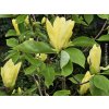 Magnolie 'Daphne'  Magnolia 'Daphne'