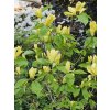 Magnolie 'Daphne'  Magnolia 'Daphne'