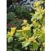 Magnolie 'Daphne'  Magnolia 'Daphne'