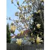 50298 1 magnolie elizabeth