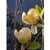Magnolie 'Honey Tulip'  Magnolia 'Honey Tulip'