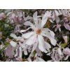 Magnolie 'Leonard Messel'  Magnolia 'Leonard Messel'