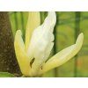Magnolie 'Limelight'  Magnolia 'Limelight'