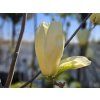 Magnolie 'Yellow River'  Magnolia 'Yellow River'