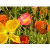 Papaver Wonderland