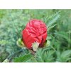 50505 1 mak vychodni beauty of livermere papaver orientalis beauty of livermere