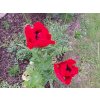50505 2 mak vychodni beauty of livermere papaver orientalis beauty of livermere