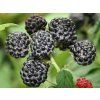50547 2 50547 2 black jewel