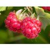 Maliník 'Glen Ample'  Rubus idaeus 'Glen Ample'