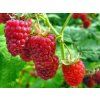 Maliník 'Glen Ample'  Rubus idaeus 'Glen Ample'