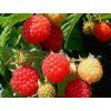 Maliník 'Polka'- remontantní  Rubus idaeus 'Polka'