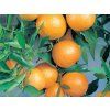 Mandarinka klementina  Citrus x clementine