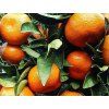 Mandarinka klementina  Citrus x clementine