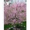 Mandloň 'Garden Prince'  Prunus amygdalus 'Garden Prince'