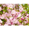 Prunus triloba (6)